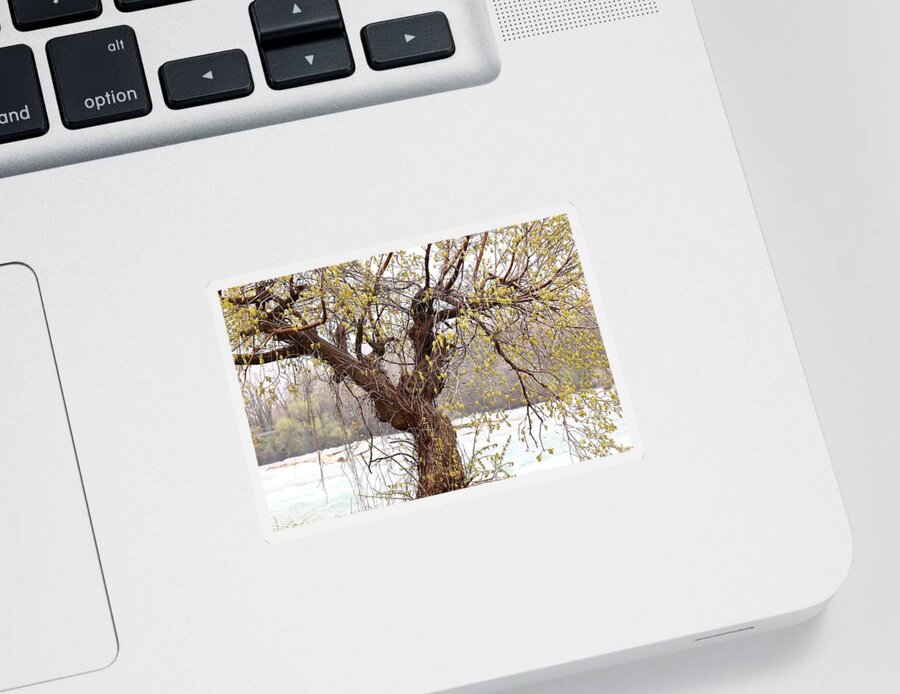 Tree Arbol Sticker featuring the photograph Cold BUT Alive by fototaker Tony