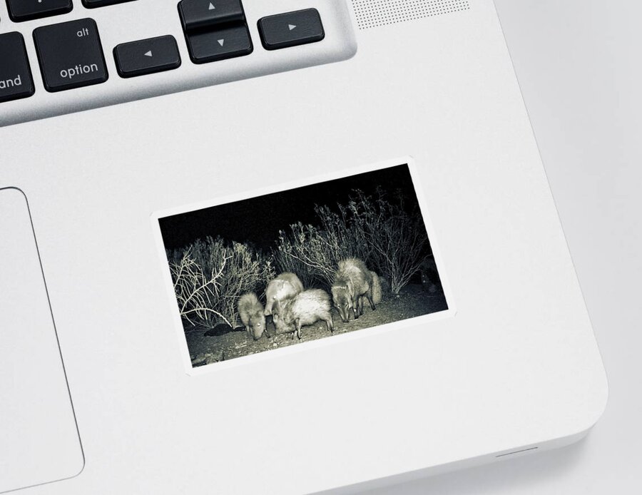 Animals Sticker featuring the photograph Collared Peccary or Javelina Herd at Night by Judy Kennedy