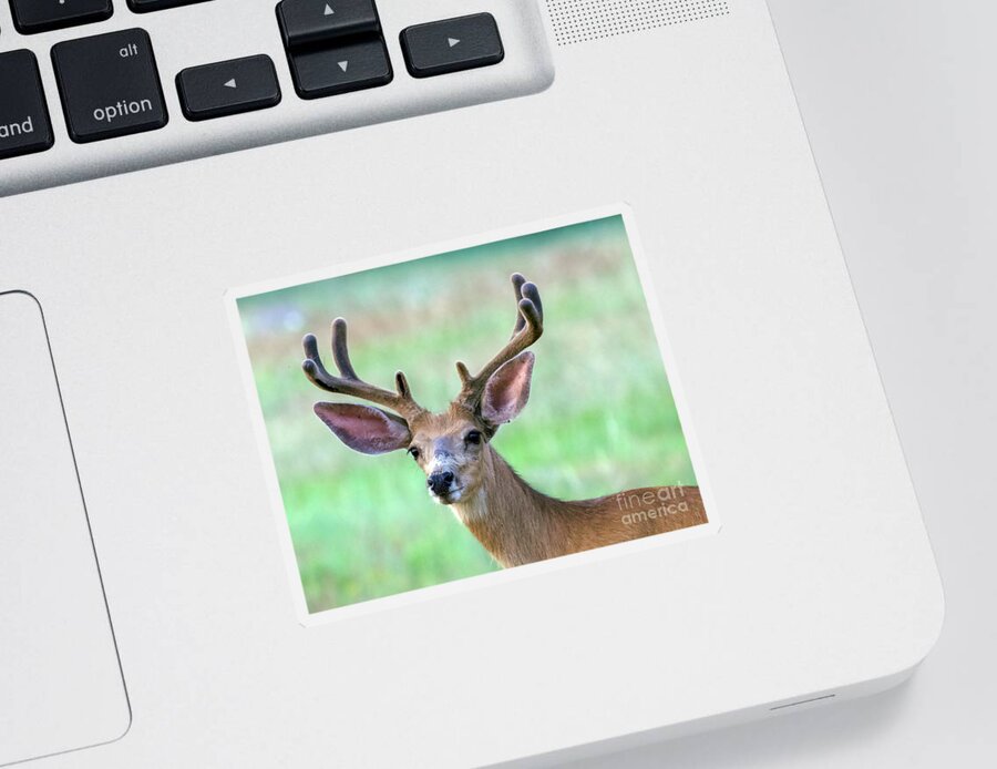 Buck Sticker featuring the photograph Colorado Buck Deer by Shirley Dutchkowski