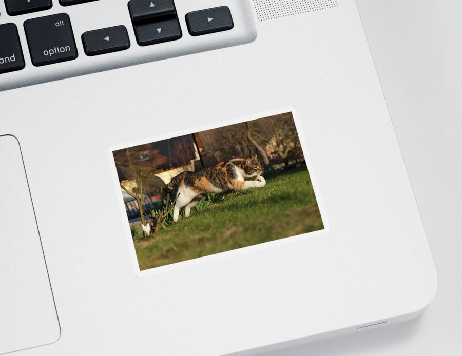 Liza Sticker featuring the photograph Colored domestic cat jumps over bed of roses by Vaclav Sonnek