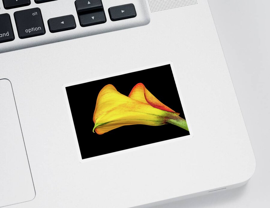 Calla Lily Sticker featuring the photograph Colorful Elegance by Elvira Peretsman