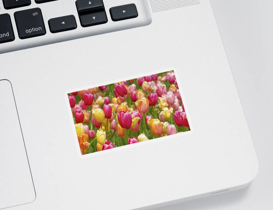 Colorful Tulips Sticker featuring the photograph Colorful tulips by David Morehead