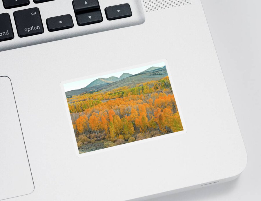 Trees Sticker featuring the photograph Colors of the Season by Jonathan Nguyen