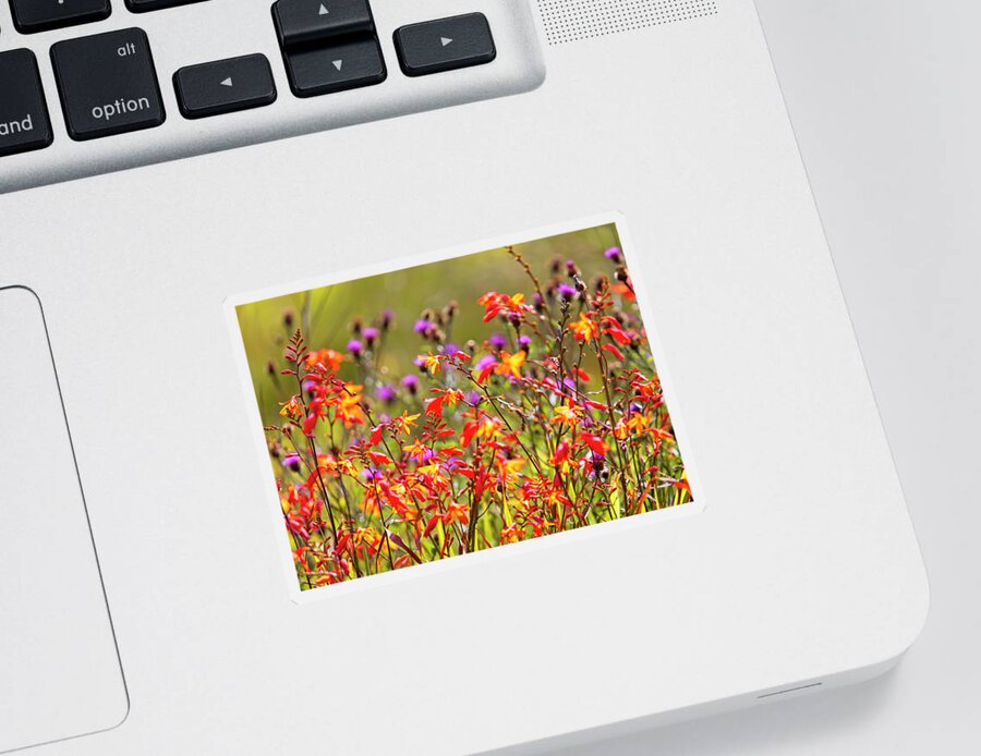 Wildflower Sticker featuring the photograph Colourful wildflowers by Tony Mills
