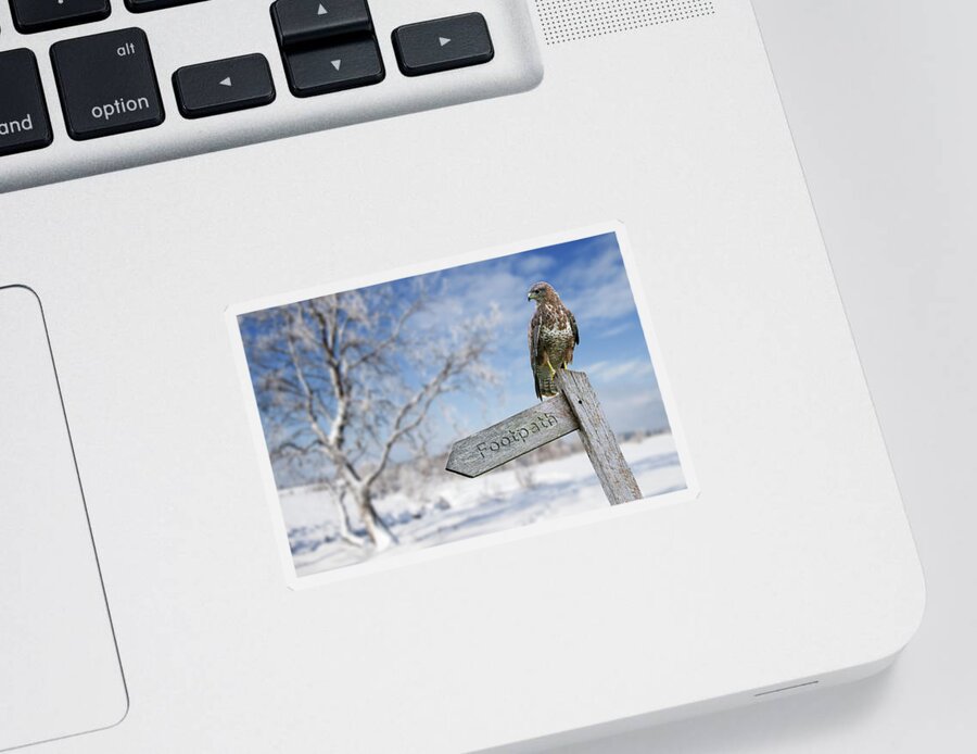 Common Buzzard Sticker featuring the photograph Common Buzzard Perched in Winter by Arterra Picture Library