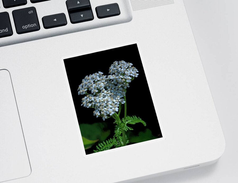 Common Yarrow Sticker featuring the photograph Common Yarrow DFL1350 by Gerry Gantt