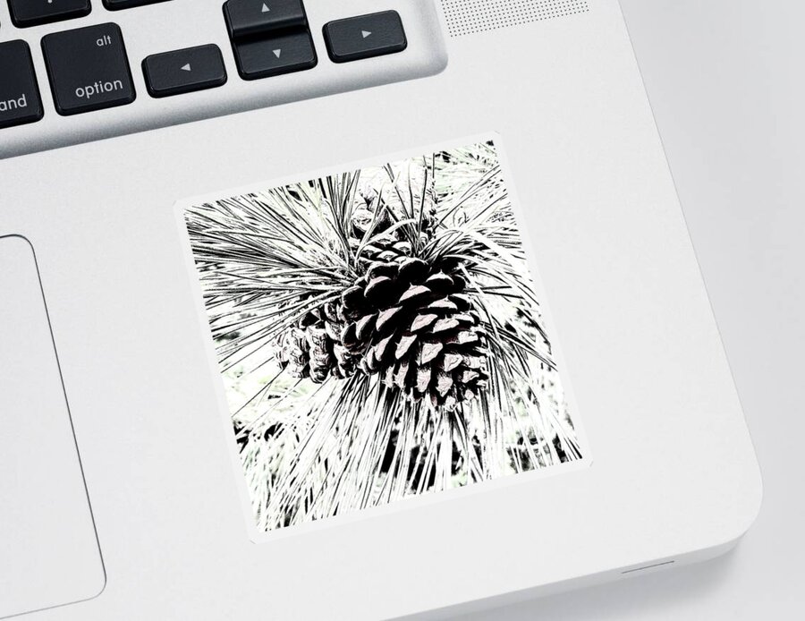 Pine Cones Sticker featuring the photograph Cone Cluster by Jimmy Chuck Smith