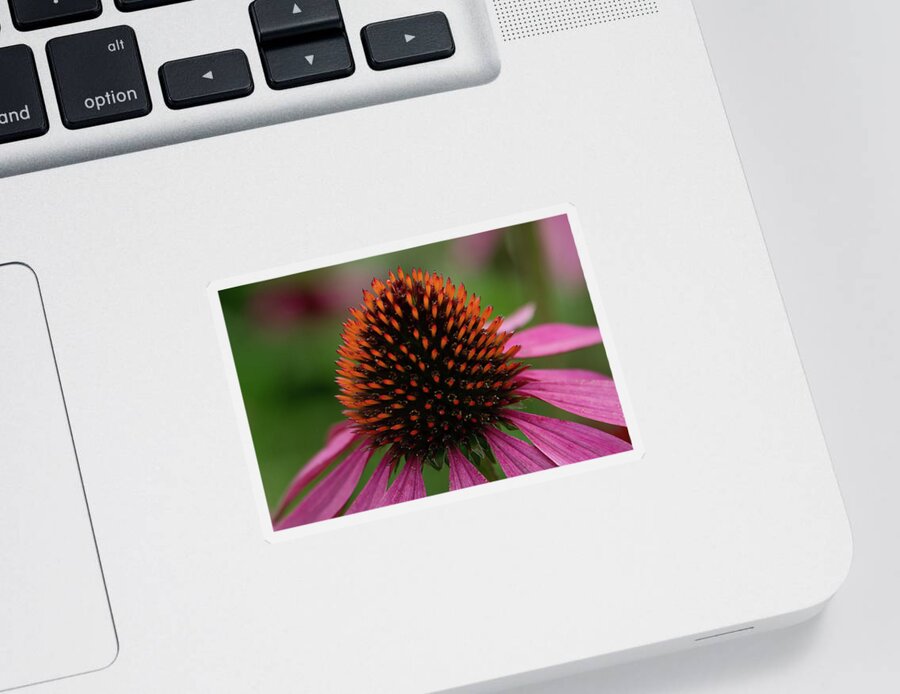 Flower Sticker featuring the photograph Cone Of Color by John Kirkland
