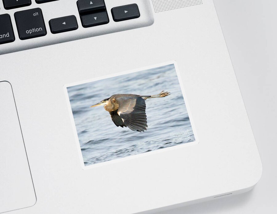 Heron Sticker featuring the photograph Conowingo Blue Heron In Flight by Adam Jewell