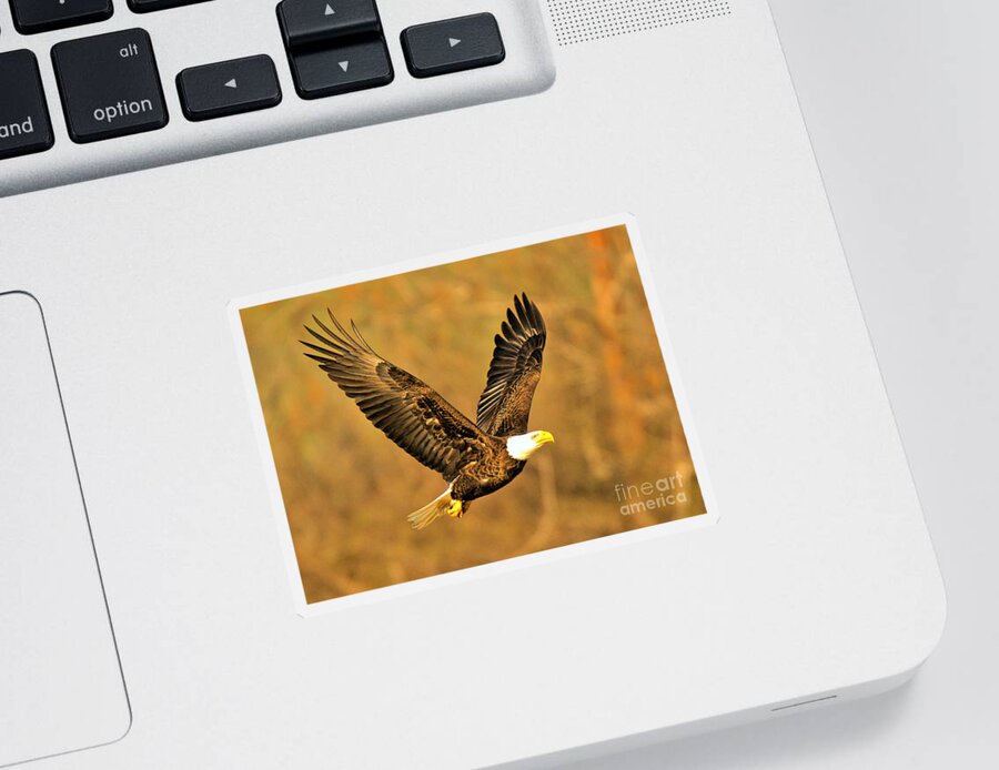 Conowingo Sticker featuring the photograph Conowingo Eagle In Golden Light by Adam Jewell