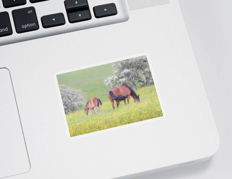 Horses Sticker featuring the photograph Contentment - Mare and Foal in a meadow by Anita Nicholson