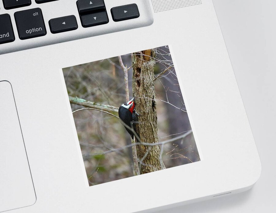 Woodpecker Sticker featuring the photograph Contortionist Pileated Woodpecker by Scott Burd
