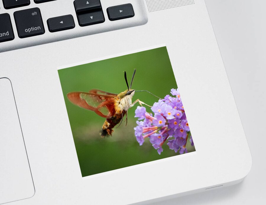 Hummingbird Moth Sticker featuring the photograph Cool Creature by Linda Bonaccorsi