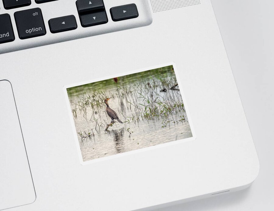 Bird Sticker featuring the photograph Cormorant in Afternoon Sun by Fon Denton