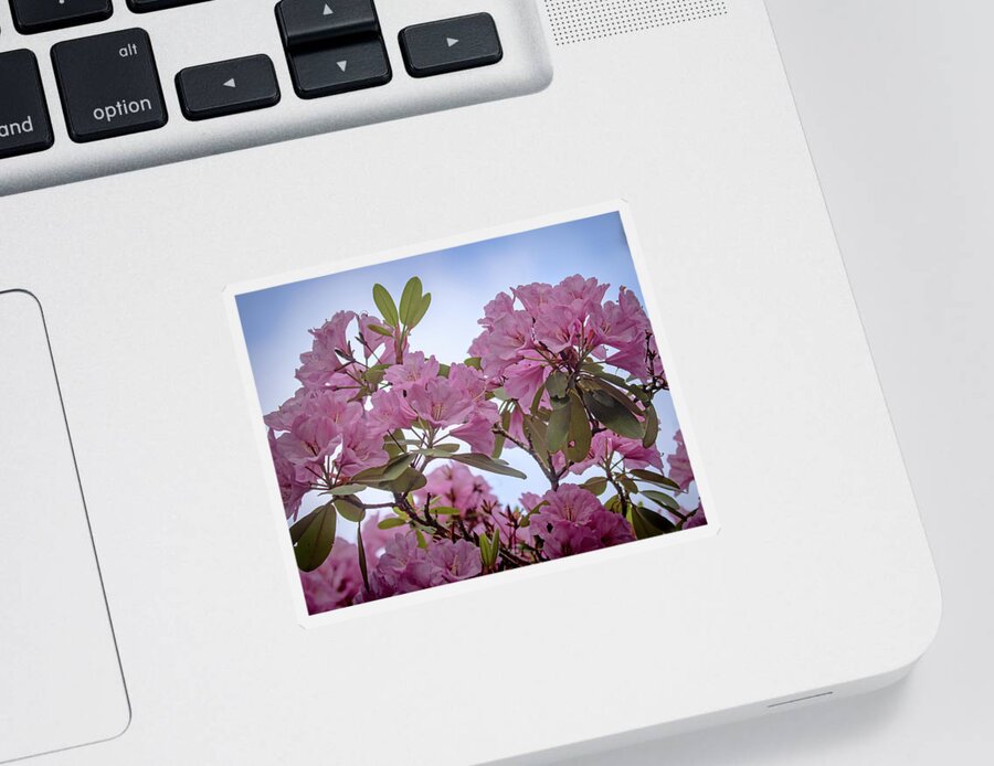 Rhododendron Sticker featuring the photograph Cornell Botanic Gardens #6 by Mindy Musick King
