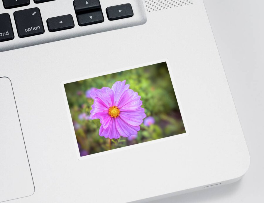 Elegant Sticker featuring the photograph Cosmos flower by Lilia S