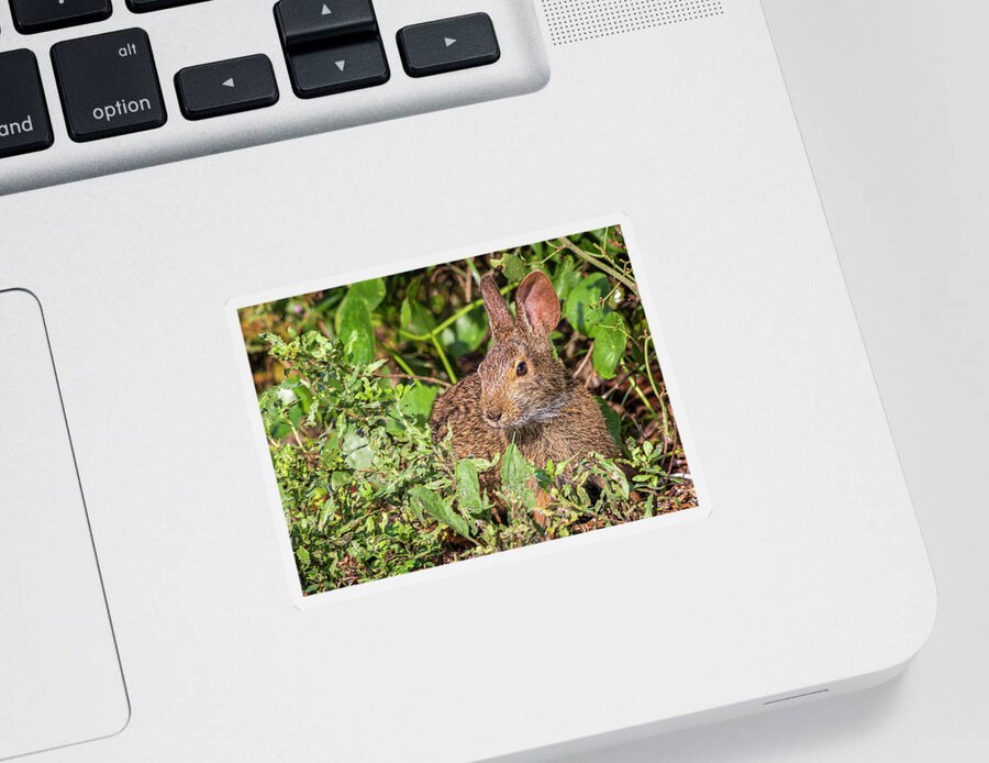 Rabbit Sticker featuring the photograph Cottontail Rabbit at Fort Macon State Park by Bob Decker