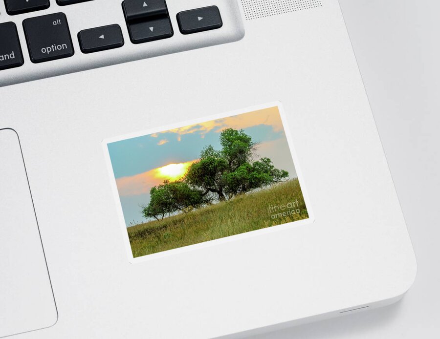 Tree Sticker featuring the photograph Country Trees by Shirley Dutchkowski