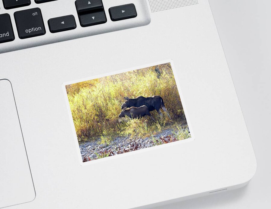 Bull Sticker featuring the photograph Cow Moose and calf in early morning by Jean Clark