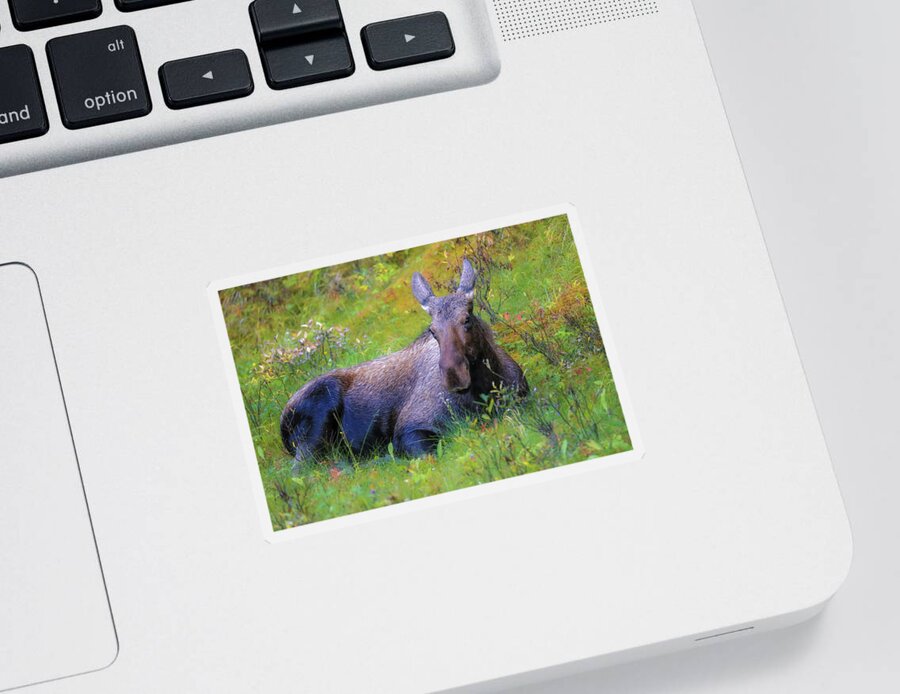 Cow Moose In Field Sticker featuring the photograph Cow Moose In Field by Dan Sproul