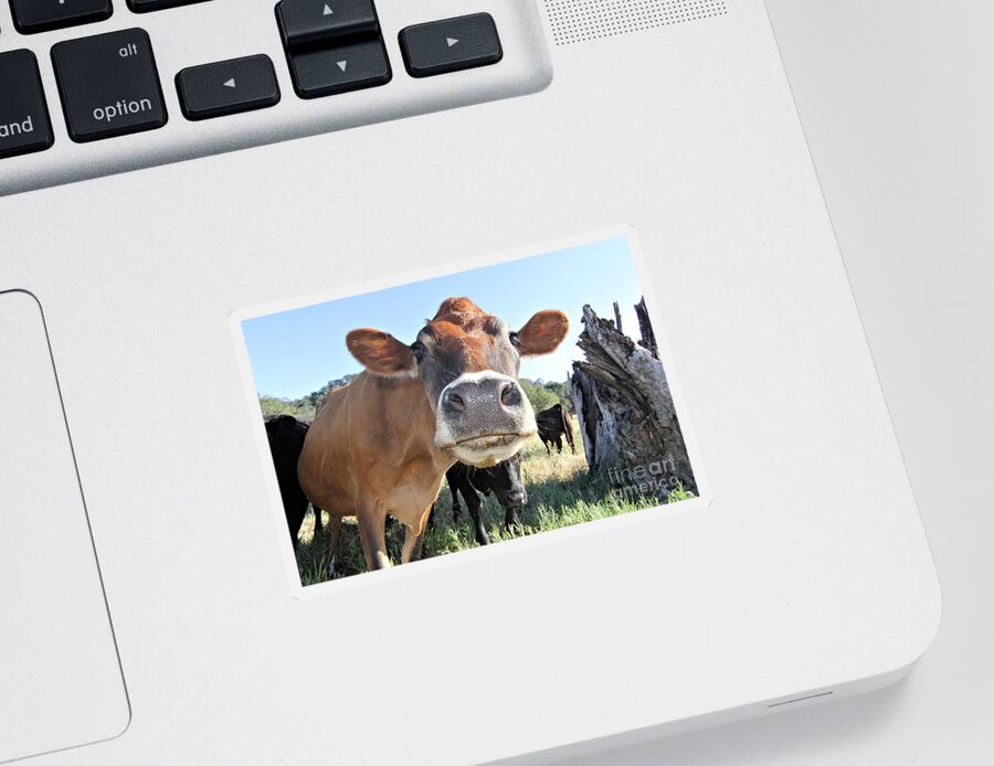 Cow Sticker featuring the photograph Cow by Vivian Krug Cotton