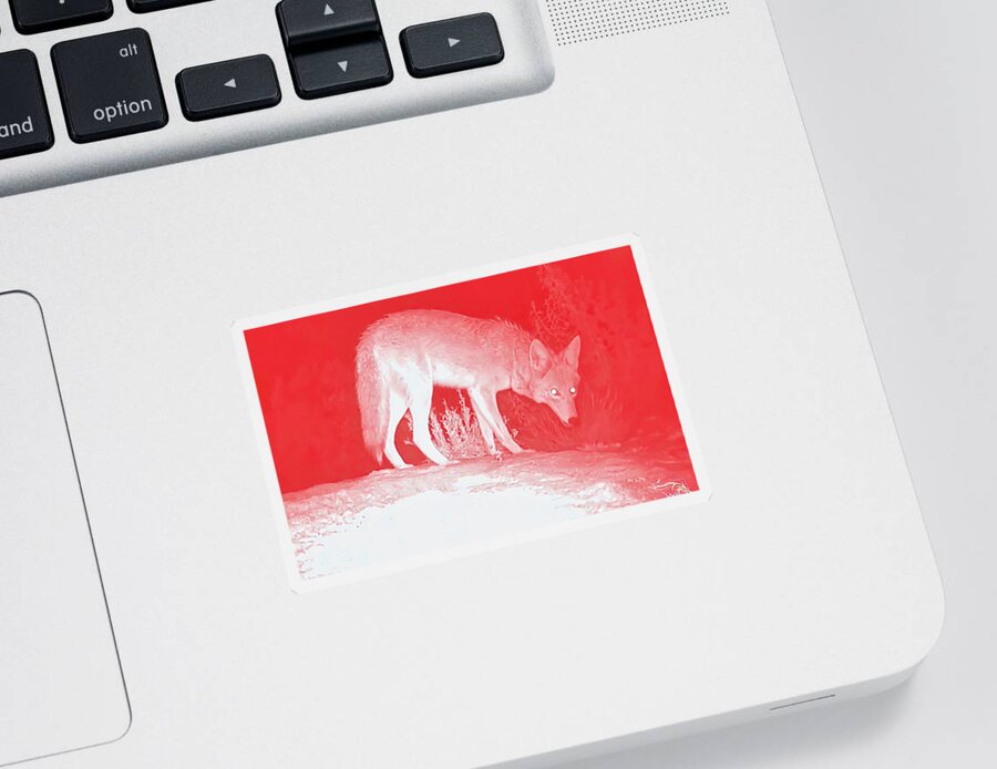 Wild Canid Sticker featuring the photograph Coyote in Coral by Judy Kennedy