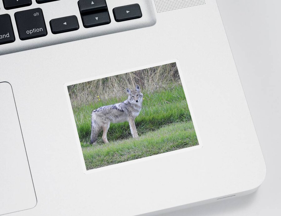 Chilcotin Coyote Sticker featuring the photograph Coyote by Nicola Finch