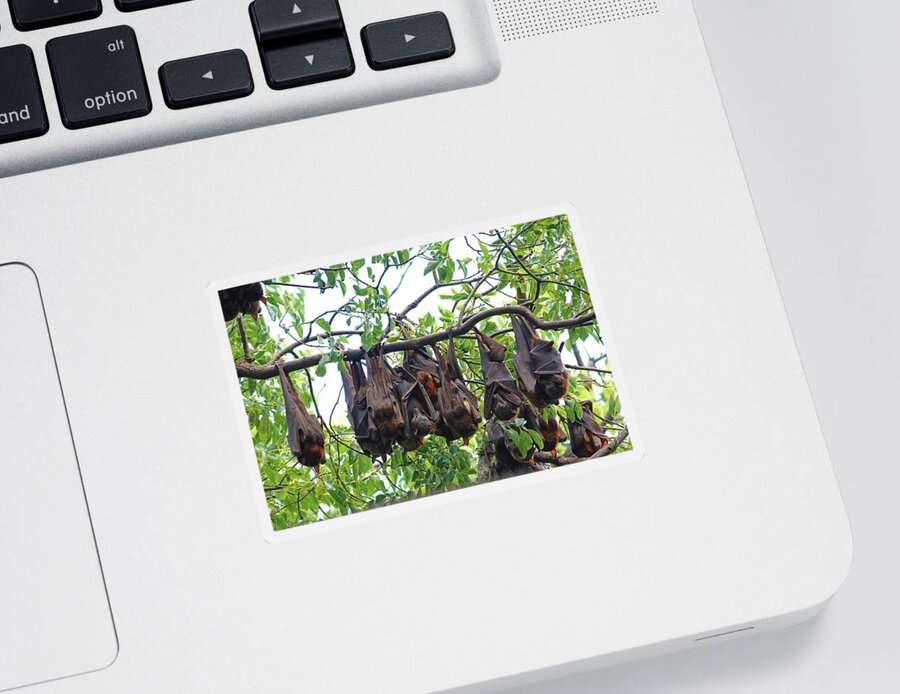 Animals Sticker featuring the photograph Cozy Bunch by Maryse Jansen