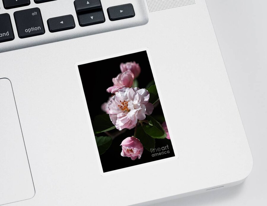 Bubbleblue Sticker featuring the photograph Crabapple Flowers by Joy Watson