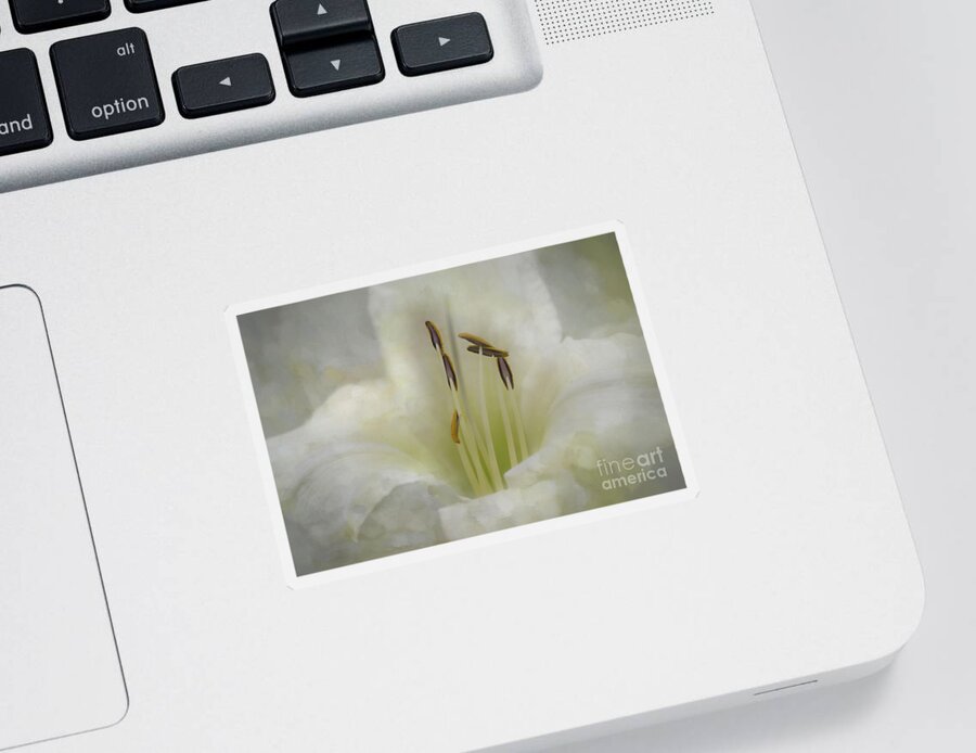 Flower Sticker featuring the photograph Creamy Painted Daylily by Amy Dundon