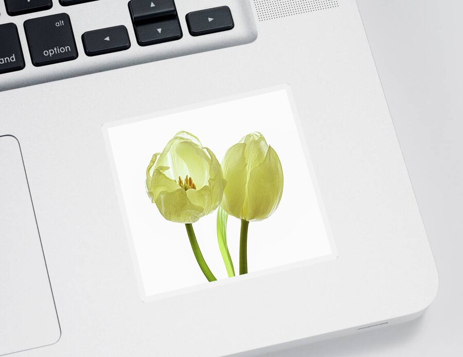 Spring Sticker featuring the photograph Creamy yellow tulips by Loredana Gallo Migliorini