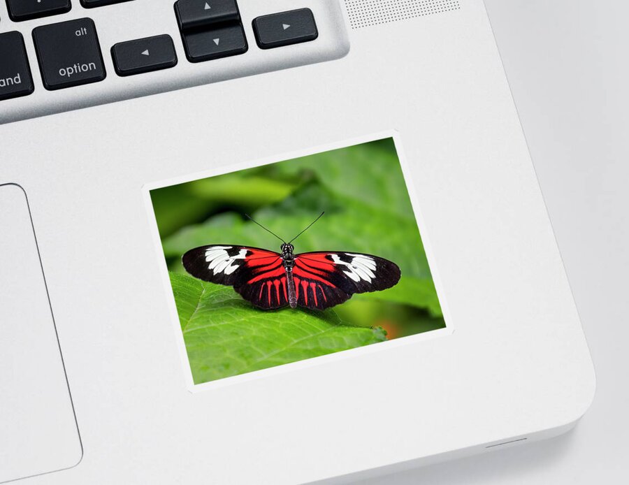 Butterfly Sticker featuring the photograph Crimson Patched Longwing by Ginger Stein
