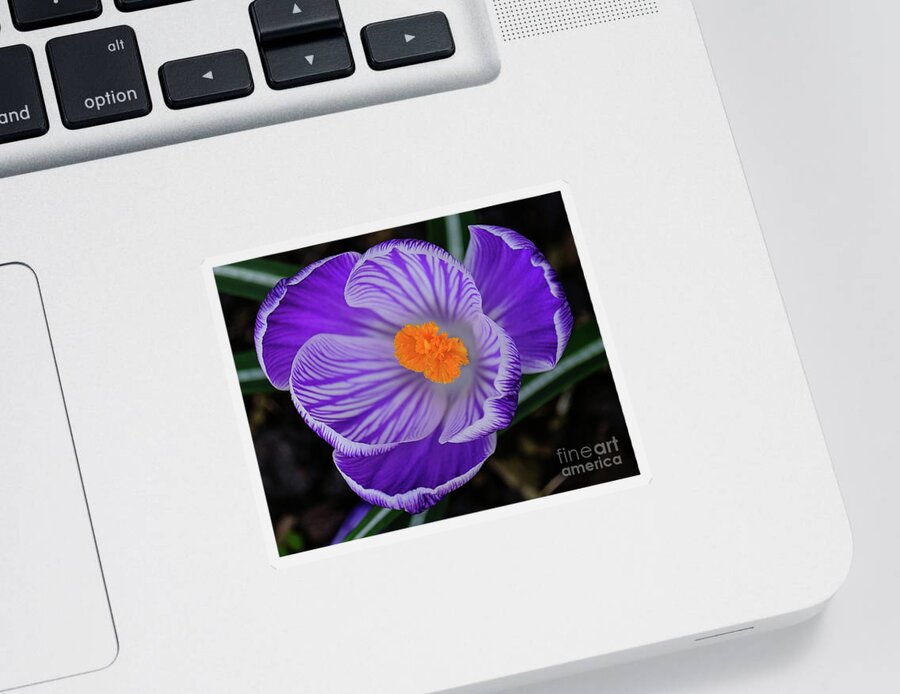 Crocus Sticker featuring the photograph Crocus From Above by Neil Maclachlan