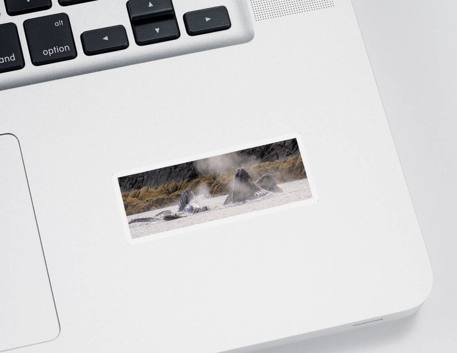 Whales Sticker featuring the photograph Cruising the Shoreline by Michael Rauwolf
