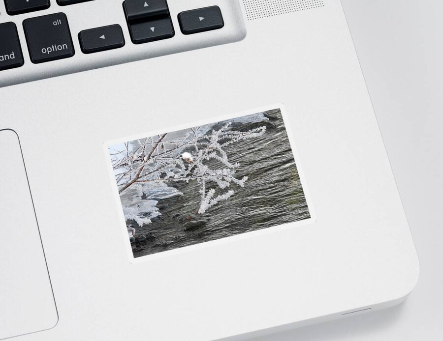 Ice Sticker featuring the photograph Crystal Willow by Nicola Finch