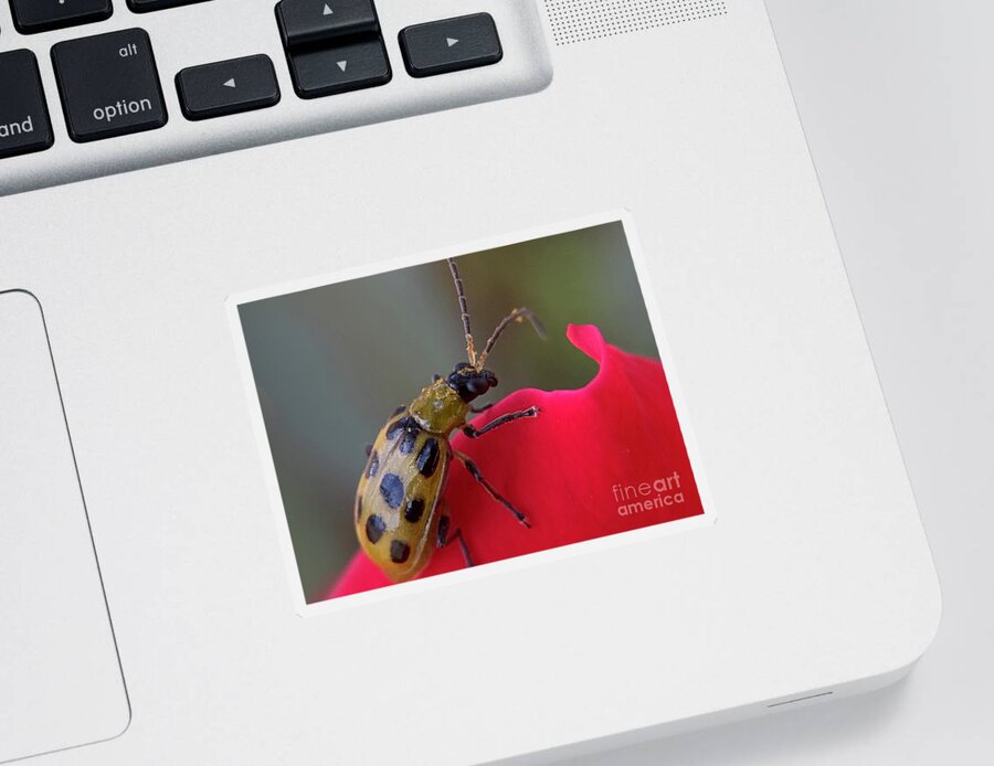 Beetle Sticker featuring the photograph Cucumber Beetle by Catherine Wilson