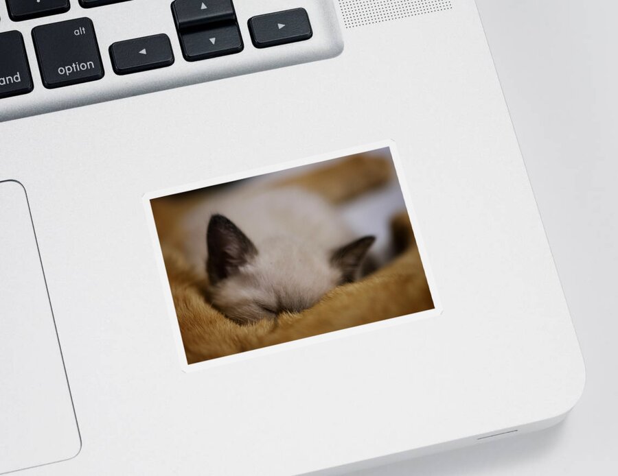 Kitten Sticker featuring the photograph Cuddles with uncle Sunny by DArcy Evans