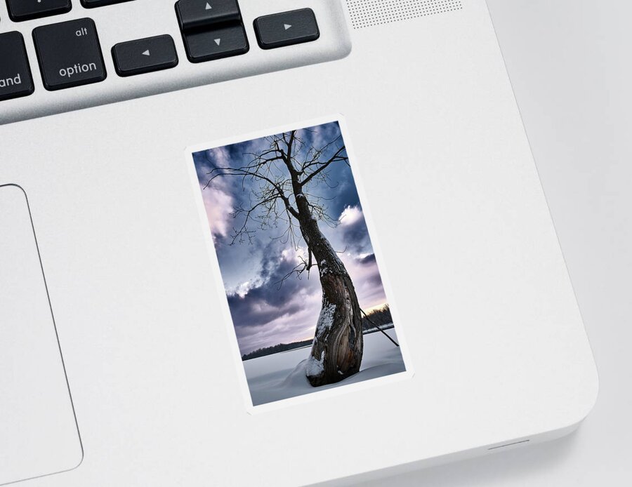 Tree Sticker featuring the photograph The Solo Curb Tree On The River by Carl Marceau