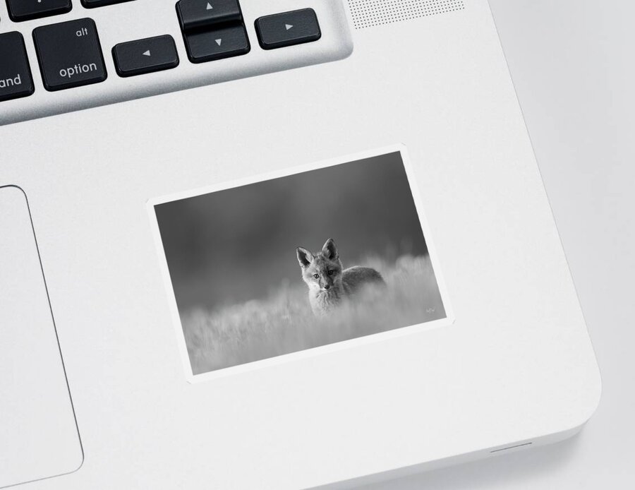 Red Fox Sticker featuring the photograph Curiosity of the Fox by Everet Regal