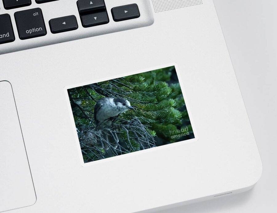 Canada Jay Sticker featuring the photograph Curious Canada Jay by Nancy Gleason