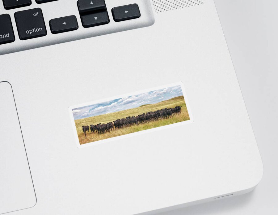 Nebraska Sandhills Sticker featuring the photograph Curious Cattle - Sandhills Journey by Susan Rissi Tregoning