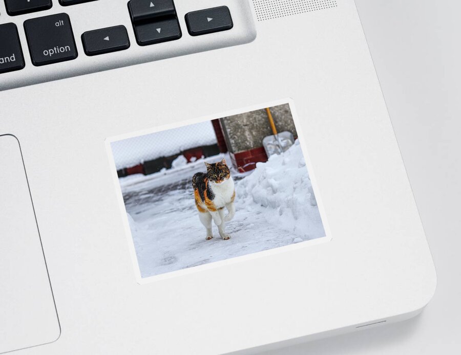 Liza Sticker featuring the photograph Cat's jump in winter by Vaclav Sonnek
