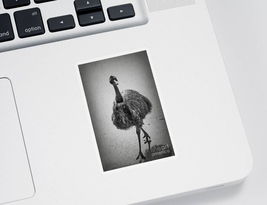 Emu Sticker featuring the photograph Curious Emu by Elaine Teague