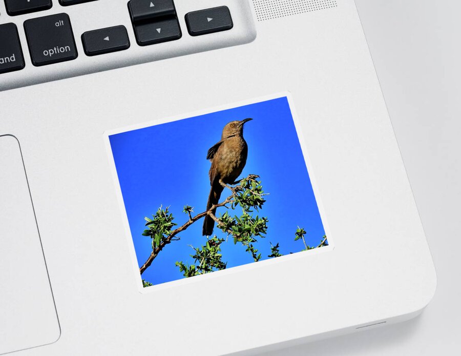 Bendire’s Thrasher Sticker featuring the photograph Curve-billed Thrasher On Desert Hackberry by Judy Kennedy