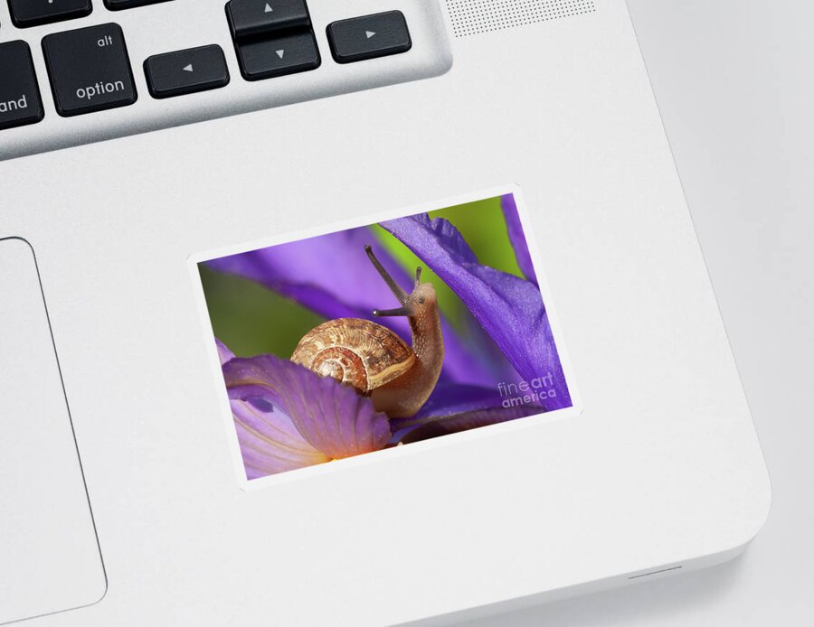 Snail Sticker featuring the photograph Cute garden snail on purple flower by Simon Bratt