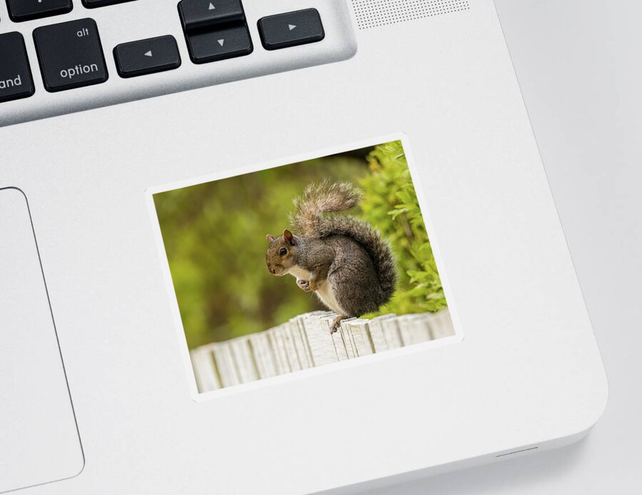 Sciurus Carolinensis Sticker featuring the photograph Cute Squirrel by Rachel Morrison