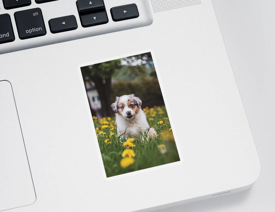 Blue Merle Sticker featuring the photograph Cutest puppy of the Canis lupus breed by Vaclav Sonnek