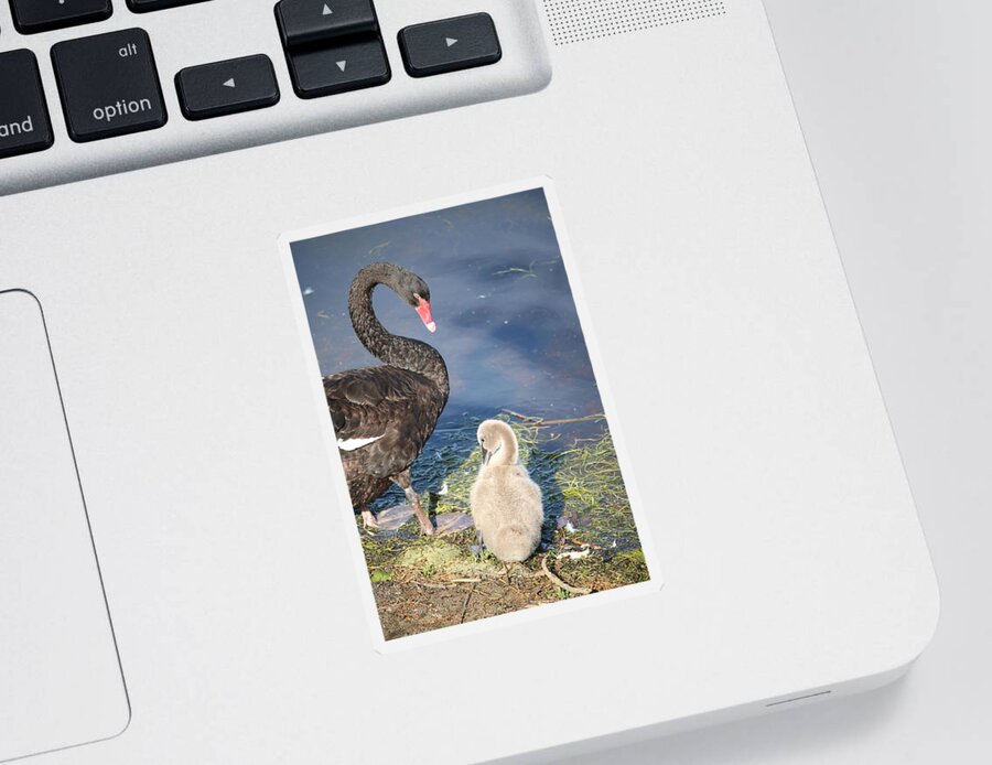 Black Swan Sticker featuring the photograph Cygnet on the Shore by Michaela Perryman