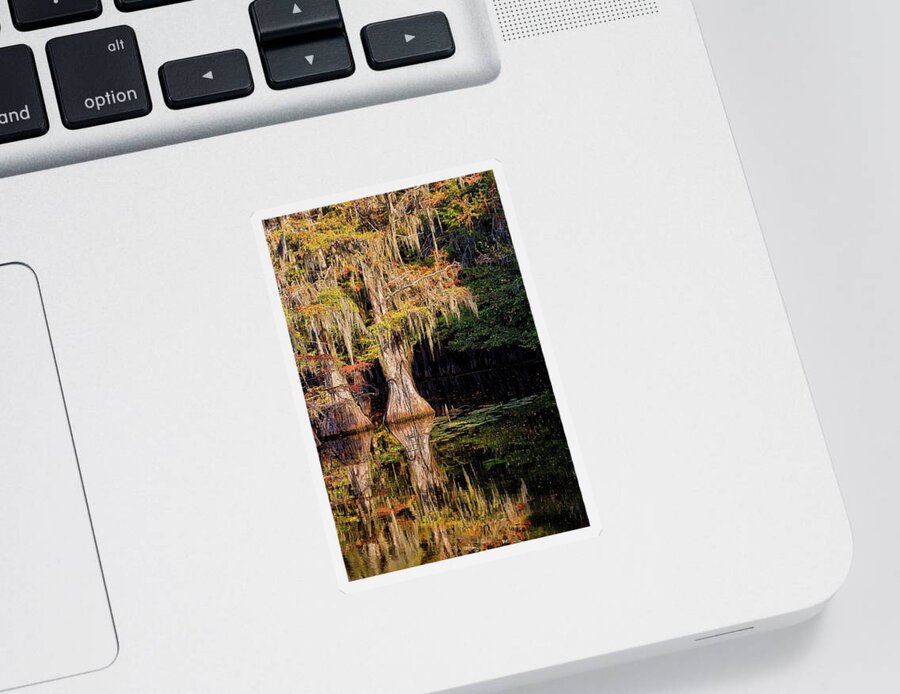 Caddo Lake Sticker featuring the photograph Cypress Color Caddo Lake by JC Findley