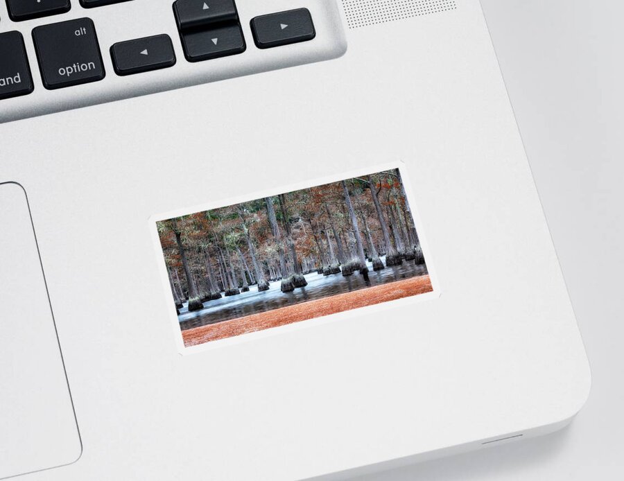  Sticker featuring the photograph Cypress Trees of Autumn by C Renee Martin